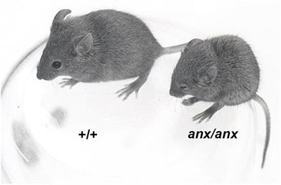 The anx/anx Mouse – A Valuable Resource in Anorexia Nervosa Research